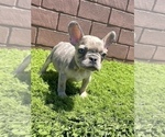 Small Photo #53 French Bulldog Puppy For Sale in COLUMBUS, OH, USA