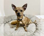 Small Chihuahua Mix