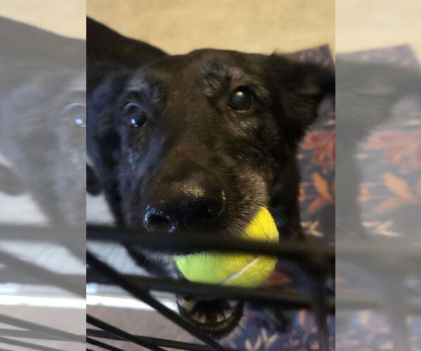 Medium Photo #4 Shepradors Puppy For Sale in Princeton, MN, USA