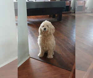 Toby - Male Golden Retriever-Unknown Mix Dog for Adoption - Photo #5