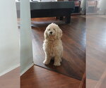 Small Photo #5 Golden Retriever-Unknown Mix Puppy For Sale in Glendale , AZ, USA
