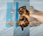 Small Photo #130 Yorkshire Terrier Puppy For Sale in AKRON, OH, USA