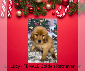 Golden Retriever Puppy for sale in AZLE, TX, USA