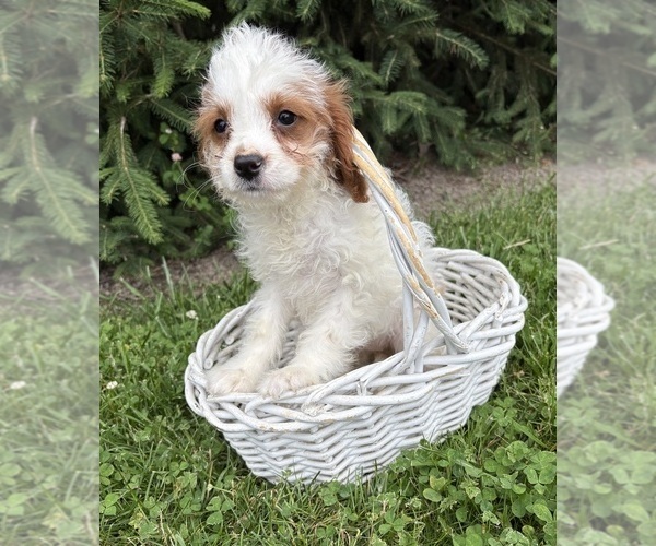 Medium Photo #4 Golden Mountain Doodle Puppy For Sale in MIDDLEBURY, IN, USA