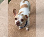 Small #7 Chihuahua Mix
