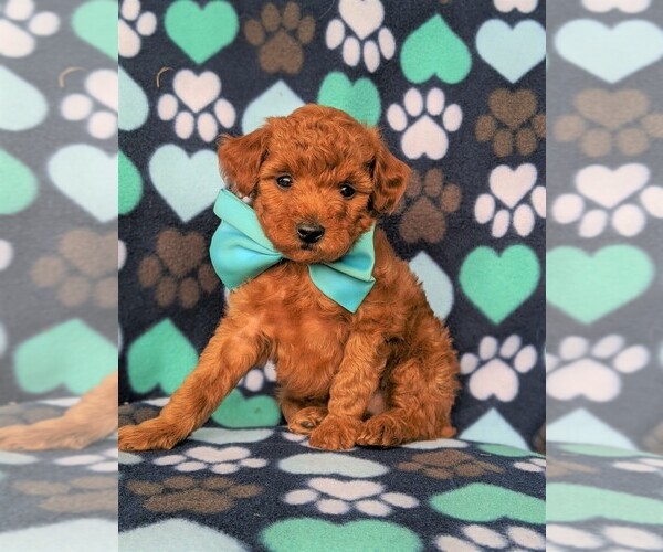 Medium Photo #1 Poodle (Toy) Puppy For Sale in LINCOLN UNIV, PA, USA