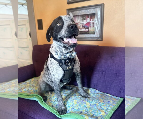 Medium Photo #2 Mutt Puppy For Sale in Rockaway, NJ, USA