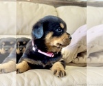 Small #39 Rottweiler