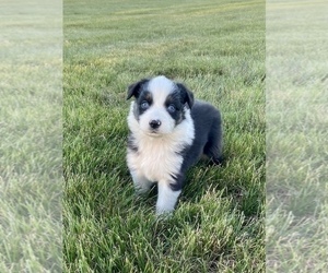 Australian Shepherd Puppy for sale in LODA, IL, USA