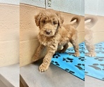 Small #11 F2 Aussiedoodle