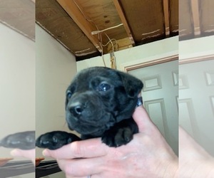 Mastador Puppy for sale in LANDISBURG, PA, USA