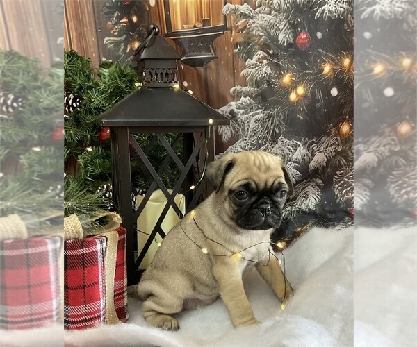 Medium Photo #4 Pug Puppy For Sale in PEMBROKE PINES, FL, USA