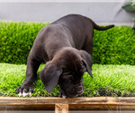 Small #1 Great Dane