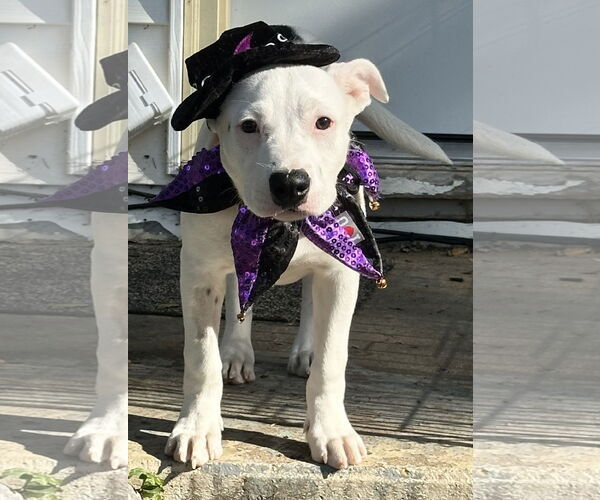 Medium Photo #6 Staffordshire Bull Terrier-Unknown Mix Puppy For Sale in Des Moines, IA, USA
