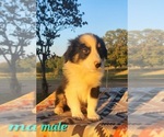 Small Photo #14 Australian Shepherd Puppy For Sale in CROCKER, MO, USA
