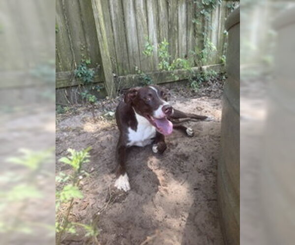 Medium Photo #1 Mutt Puppy For Sale in Jackson, MS, USA