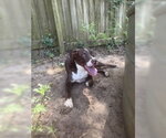 Small Mutt