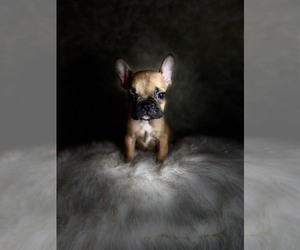French Bulldog Puppy for sale in HOUSTON, TX, USA