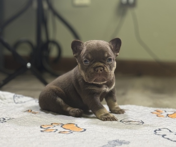 Medium Photo #3 French Bulldog Puppy For Sale in BRIGHTON, CO, USA
