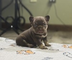 Puppy Twix French Bulldog