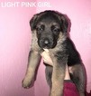 Small Photo #8 German Shepherd Dog Puppy For Sale in AZALEA, OR, USA