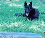 Small Photo #11 German Shepherd Dog Puppy For Sale in DALLAS, NC, USA