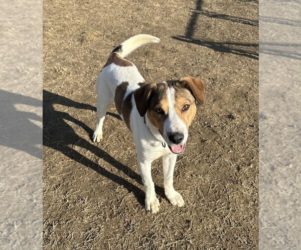 Medium Photo #4 Mutt Puppy For Sale in Evansville, IN, USA