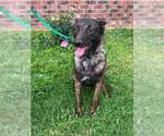 Small Photo #2 Holland Shepherd Puppy For Sale in Imlay City, MI, USA
