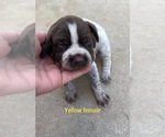 Small Photo #13 German Shorthaired Pointer Puppy For Sale in CORONA, CA, USA