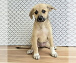 Dorothy - Female Labrenees Dog for Adoption - Small photo