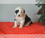 Puppy 1 Sheepadoodle