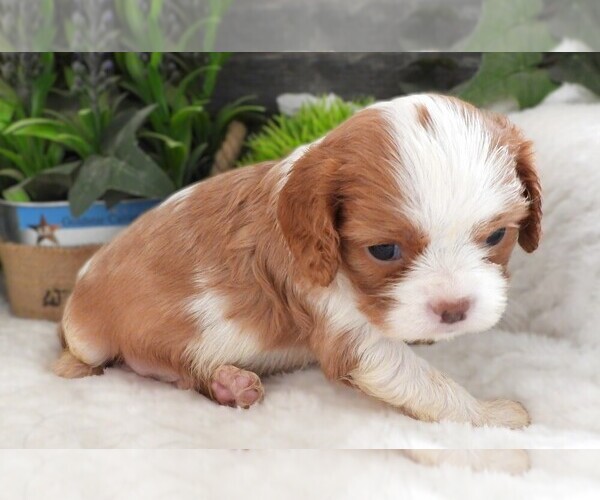 Medium Photo #3 Cavalier King Charles Spaniel Puppy For Sale in CARLISLE, KY, USA