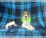 Small #6 Beagle