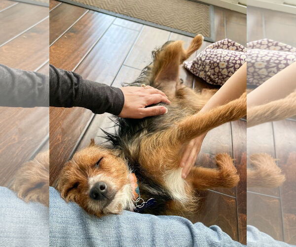 Medium Photo #4 Mutt Puppy For Sale in Corona, CA, USA