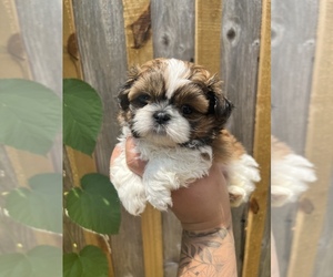 Shih Tzu Dog for Adoption in HOUSTON, Texas USA