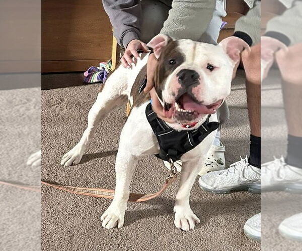 Medium Photo #7 American Pit Bull Terrier-Unknown Mix Puppy For Sale in St. Louis Park, MN, USA