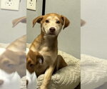 Small #6 Mutt