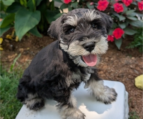 Medium Photo #16 Schnauzer (Miniature) Puppy For Sale in GOSHEN, IN, USA