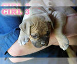 Small #15 American Bulldog