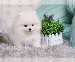Small Photo #8 Pomeranian Puppy For Sale in FULLERTON, CA, USA
