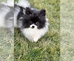 Small Photo #3 Pomeranian Puppy For Sale in BEECH GROVE, IN, USA