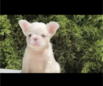 Small Photo #6 French Bulldog Puppy For Sale in CHARLOTTE, NC, USA