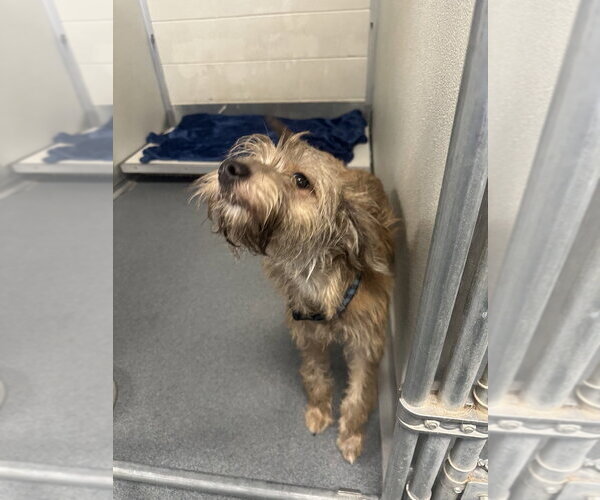 Medium Photo #3 Shih Tzu-Unknown Mix Puppy For Sale in Glen Allen, VA, USA