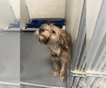 Small #2 Shih Tzu Mix