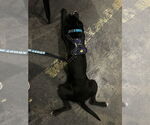 Small #2 Labrador Retriever Mix