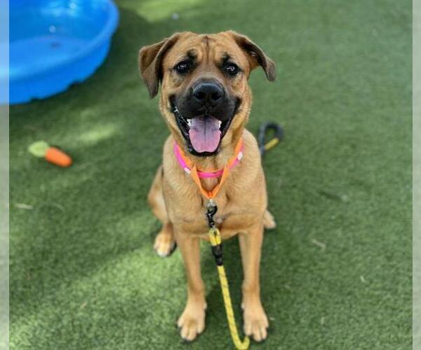 Medium Photo #3 Mastiff-Unknown Mix Puppy For Sale in Las Vegas, NV, USA