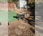 Small #5 German Shepherd Dog Mix