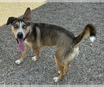 Small #2 Gerberian Shepsky