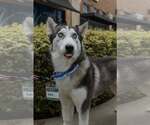 Small #4 Siberian Husky