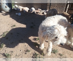 Father of the Maltipoo (Miniature) puppies born on 05/15/2026